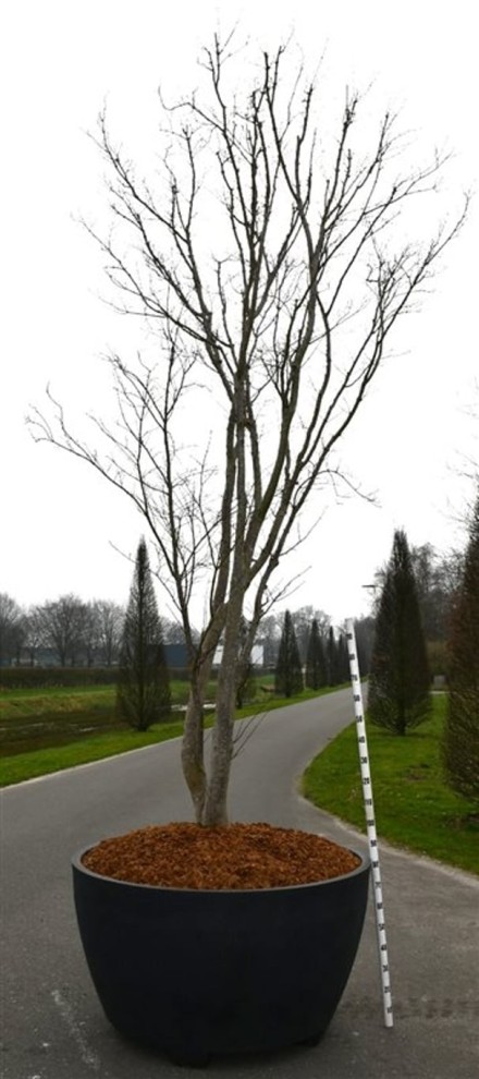 Acer pal. 'Fireglow'