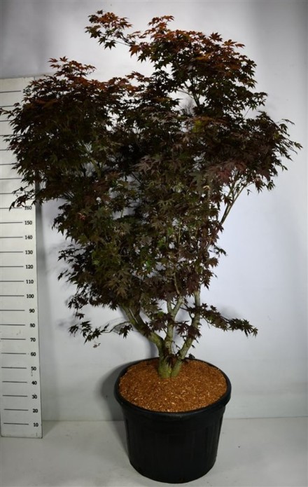 Acer pal. 'Fireglow'