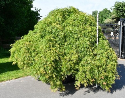 Acer pal. 'Green Lace'