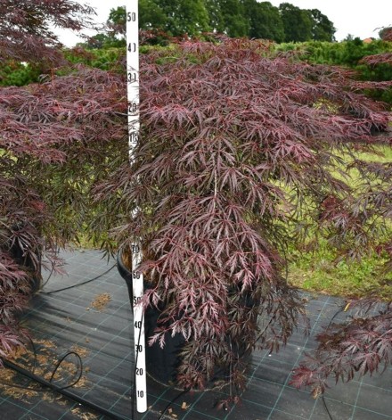 Acer pal. 'Inaba-shidare'