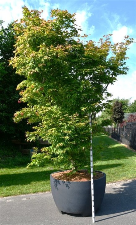 Acer pal. 'Osakazuki'