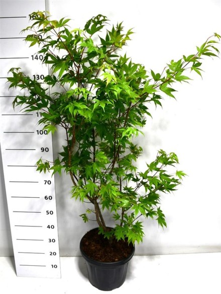 Acer pal. 'Osakazuki'