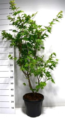 Acer pal. 'Osakazuki'