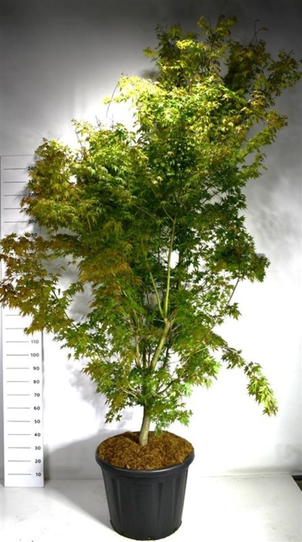 Acer pal. 'Sangokaku'