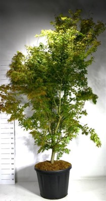 Acer pal. 'Sangokaku'