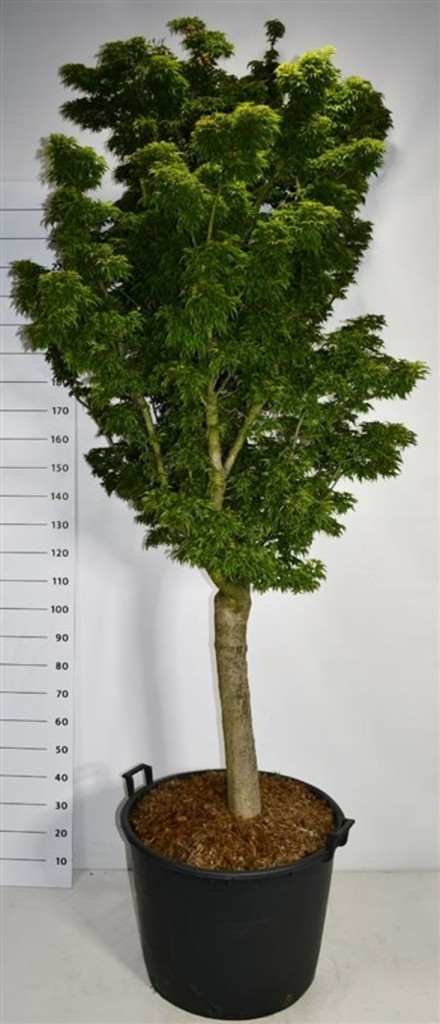 Acer pal. 'Shishigashira'