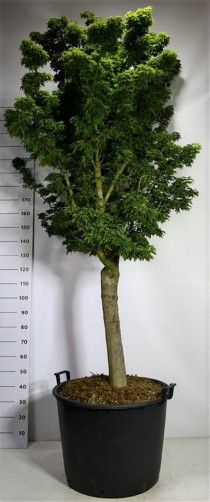 Acer pal. 'Shishigashira'