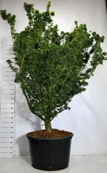 Acer pal. 'Shishigashira'