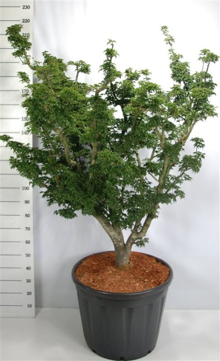 Acer pal. 'Shishigashira'