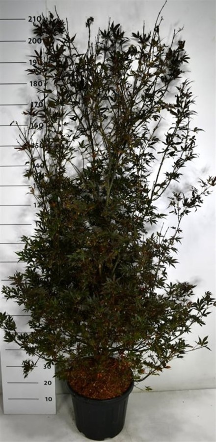 Acer pal. 'Skeeter's Broom'