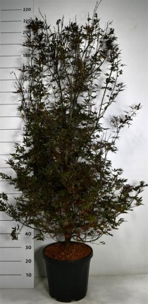 Acer pal. 'Skeeter's Broom'