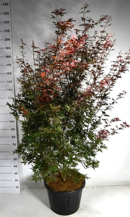 Acer pal. 'Skeeter's Broom'