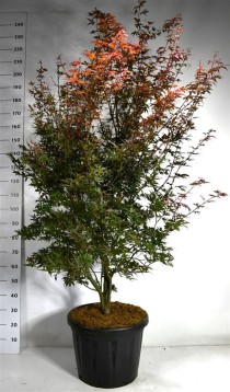 Acer pal. 'Skeeter's Broom'