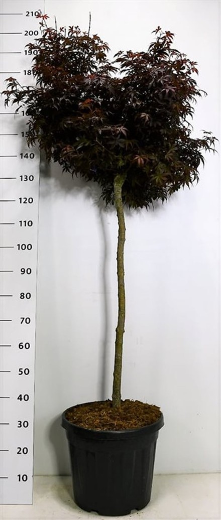 Acer pal. 'Skeeter's Broom'