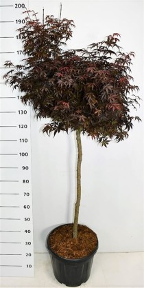 Acer pal. 'Skeeter's Broom'