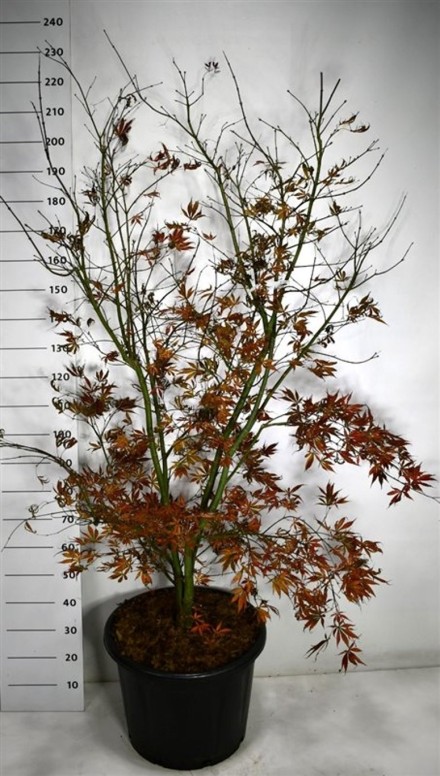 Acer pal. 'Summer Sunset'