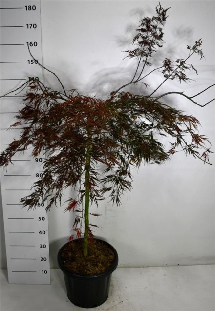 Acer pal. 'Tamukeyama'