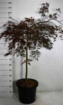 Acer pal. 'Tamukeyama'