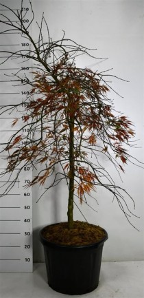 Acer pal. 'Tamukeyama'