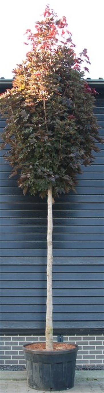 Acer plat. 'Crimson Sentry'