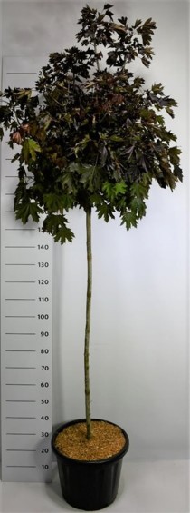 Acer plat. 'Crimson Sentry'