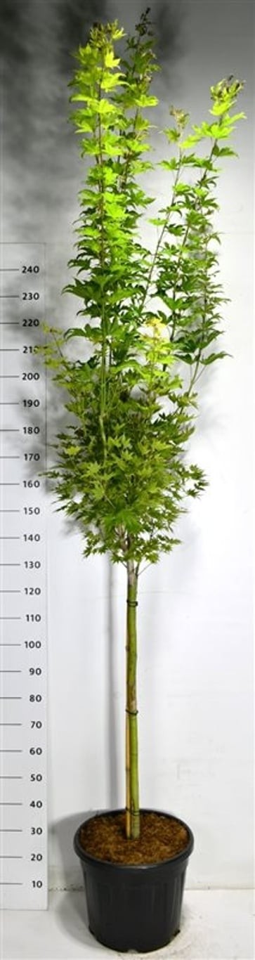 Acer shirasawanum 'Jordan'