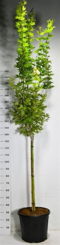 Acer shirasawanum 'Jordan'