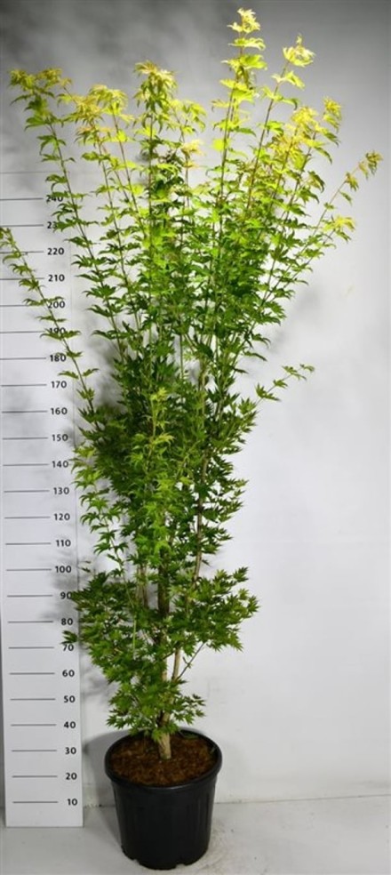 Acer shirasawanum 'Jordan'