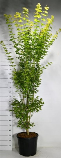 Acer shirasawanum 'Jordan'