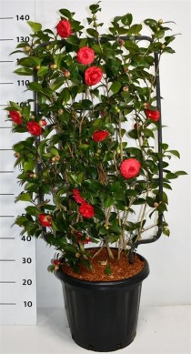 Camelia j. 'Black Lace'