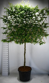 Carpinus betulus