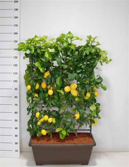 Citrus limonium 'Volkameriana'