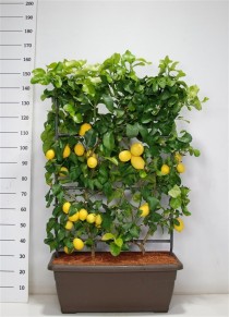 Citrus limonium 'Volkameriana'