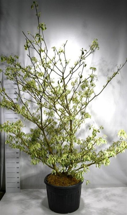 Cornus controversa 'Variegata'