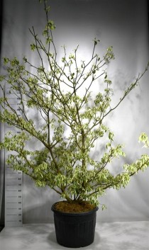 Cornus controversa 'Variegata'