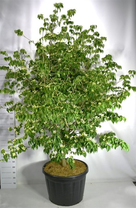 Cornus kousa 'Sternenhimmel'