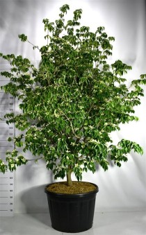 Cornus kousa 'Sternenhimmel'