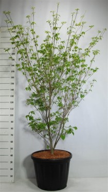 Cornus k. 'China Girl'
