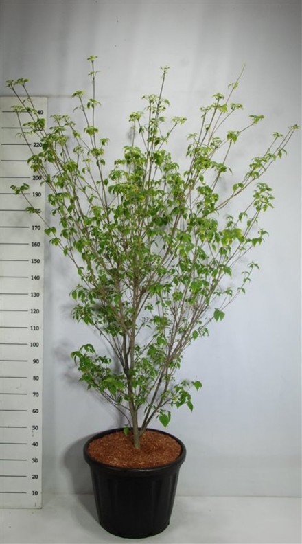 Cornus k. 'China Girl'