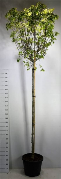 Cornus k. 'China Girl'