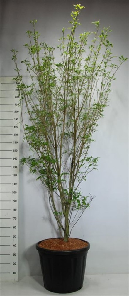 Cornus k. 'Weisse Fontaine'