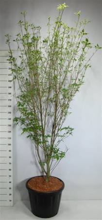 Cornus k. 'Weisse Fontaine'