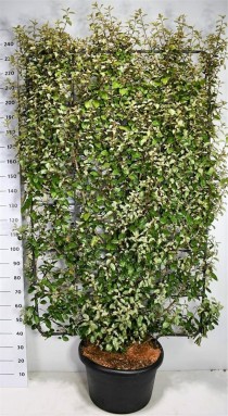 Elaeagnus ebb. 'Compacta'