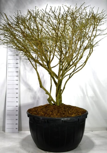 Euonymus alat. 'Compactus'