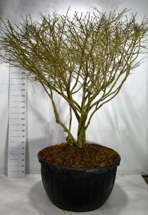 Euonymus alat. 'Compactus'