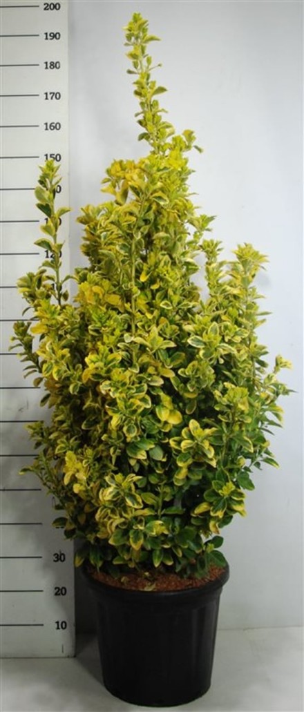 Euonymus jap. 'Aureus'