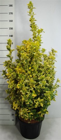 Euonymus jap. 'Aureus'