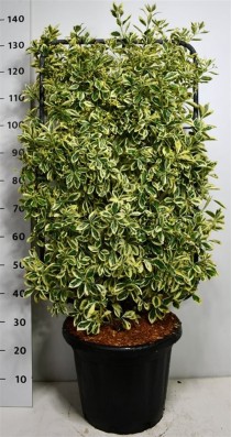 Euonymus jap. 'Bravo'