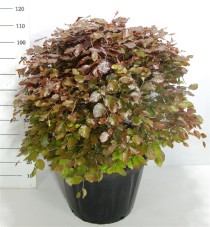 Fagus syl. 'Atropunicea'