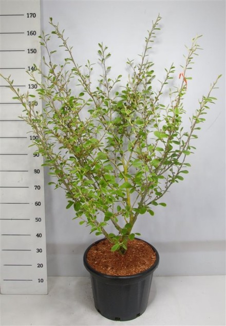 Hamamelis int. 'Arnold Promise'